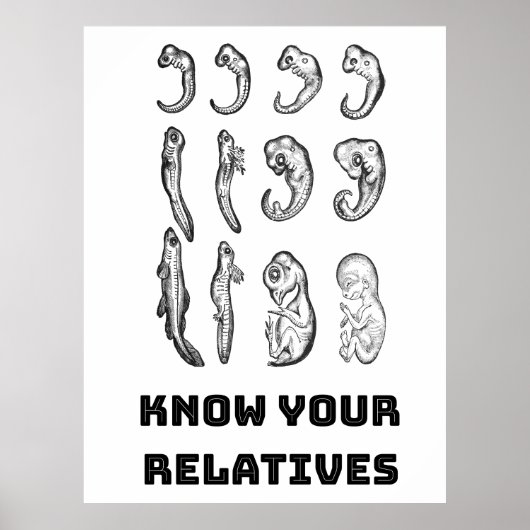 Evolution Embryogenese Poster (Vorne)