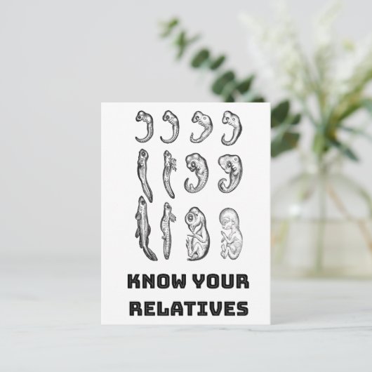 Evolution Embryogenese Postkarte (Stehend Vorderseite)