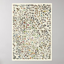 Evolution - Lebensbaum-Poster