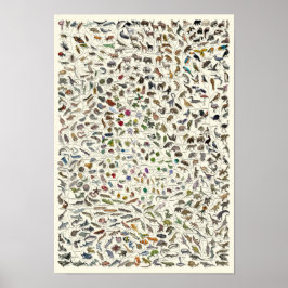 Evolution - Lebensbaum-Poster Poster