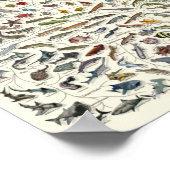 Evolution - Lebensbaum-Poster Poster (Ecke)