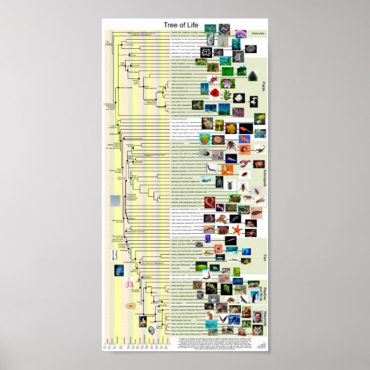 Evolution Tree Poster (Vorne)