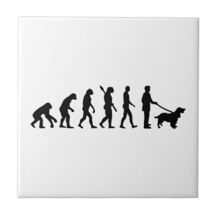 Evolutions-Cockerspaniel Fliese