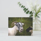 Ewe Postcard Postkarte (Stehend Vorderseite)
