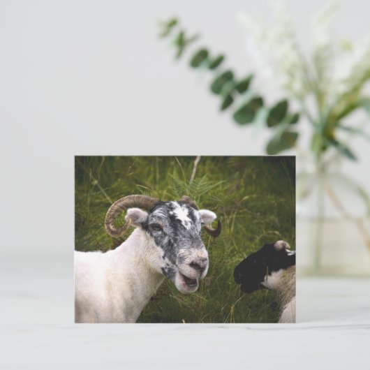 Ewe Postcard Postkarte (Stehend Vorderseite)