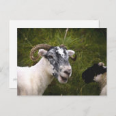 Ewe Postcard Postkarte (Vorne/Hinten)