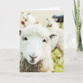 Ewe-Süsse Lamm-Ländertiernotecard Karte (Vorderseite)