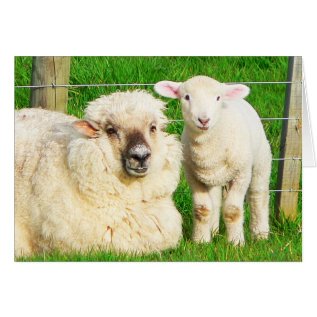 Ewe und Lamb (Vorderseite (Horizontal))