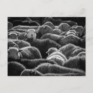 Ewes in Schwarz und Weiß Postkarte