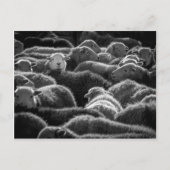 Ewes in Schwarz und Weiß Postkarte (Vorderseite)