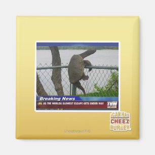 Excaping Schildkröte Magnet