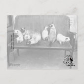 Exhibition Cat Club - Mondial 494 Postkarte (Rückseite)