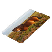 Exmoon Pony, Pferd, Somerset, England Magnet (Linke Seite)