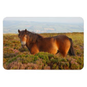 Exmoon Pony, Pferd, Somerset, England Magnet (Horizontal)