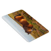 Exmoon Pony, Pferd, Somerset, England Magnet (Rechte Seite)