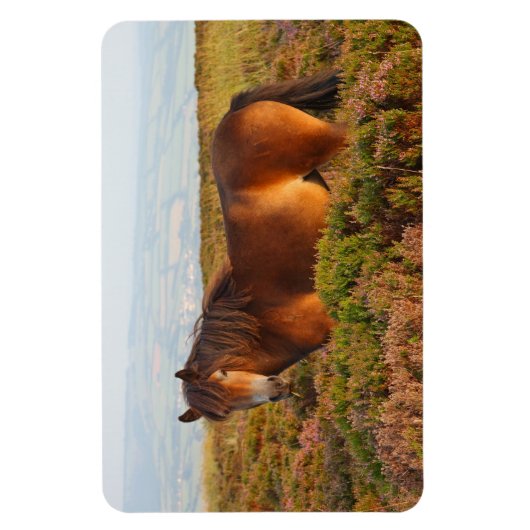 Exmoon Pony, Pferd, Somerset, England Magnet (Vertikal)