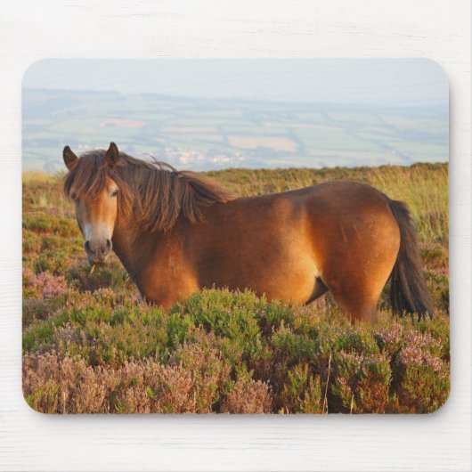 Exmoon Pony, Pferd, Somerset, England Mousepad (Vorne)