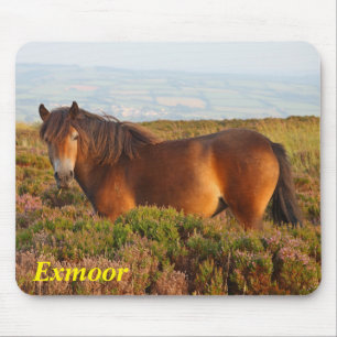 Exmoon Pony, Pferd, Somerset, England Mousepad