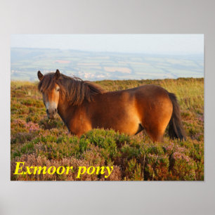 Exmoon Pony, Pferd, Somerset, England Poster