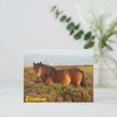 Exmoon Pony, Pferd, Somerset, England Postkarte (Stehend Vorderseite)