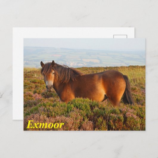 Exmoon Pony, Pferd, Somerset, England Postkarte (Vorne/Hinten)