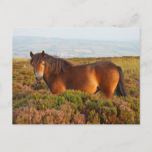 Exmoon Pony, Pferd, Somerset, England Postkarte
