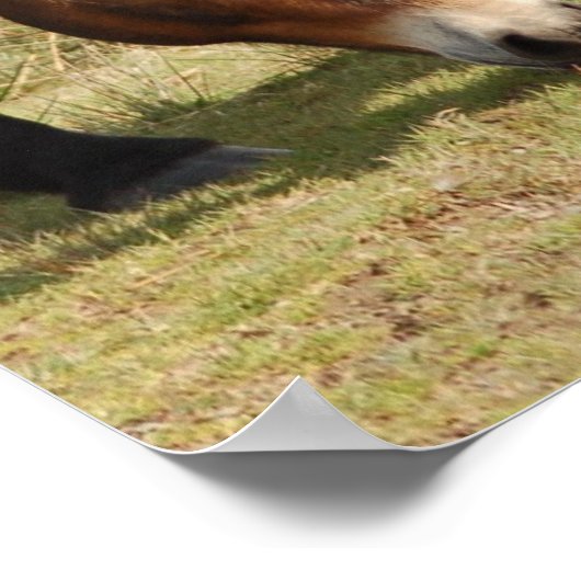 Exmoor Ponies Poster (Ecke)