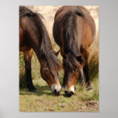 Exmoor Ponies Poster (Vorne)
