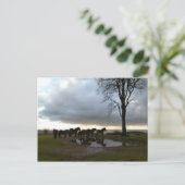 Exmoor Ponies Postkarte (Stehend Vorderseite)