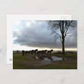 Exmoor Ponies Postkarte (Vorne/Hinten)