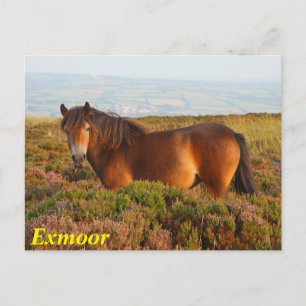 Exmoor-Pony, Pferd, Somerset, England Postkarte