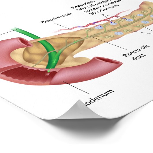 Exocrin und endokrine Bauchspeicheldrüse, gezeichn Poster (Ecke)