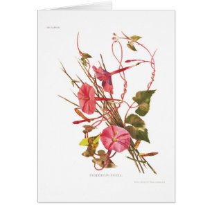 Exogonium purga (Ipomoea purga)