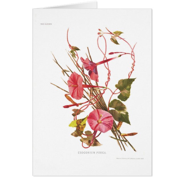 Exogonium purga (Ipomoea purga) (Vorne)