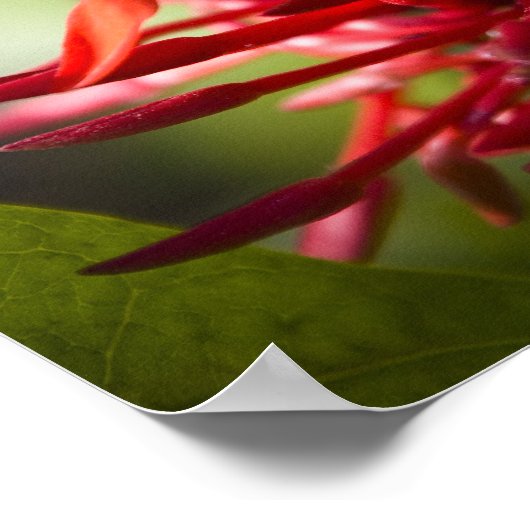 Exotic Bali Blume Poster (Ecke)