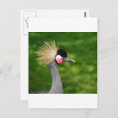 Exotic Bird Postkarte (Vorne/Hinten)