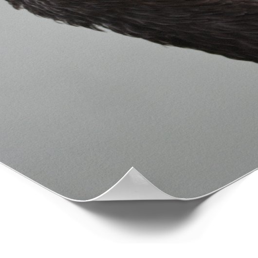 Exotic Black Swan Poster (Ecke)