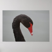 Exotic Black Swan Poster (Vorne)