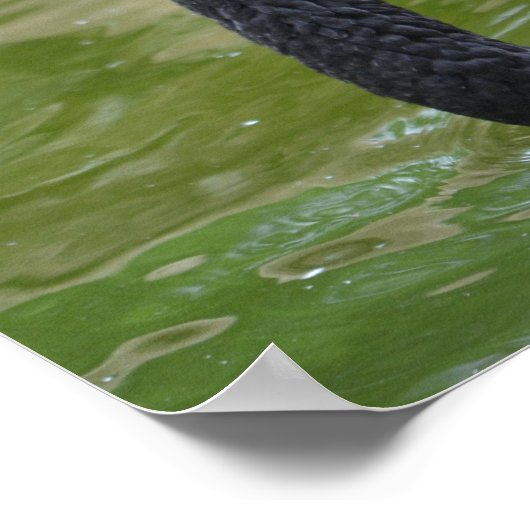 Exotic Black Swan Poster (Ecke)