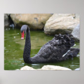 Exotic Black Swan Poster (Vorne)