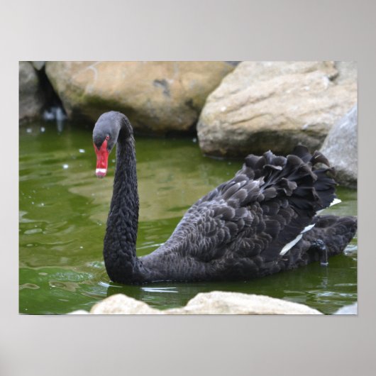 Exotic Black Swan Poster (Vorne)