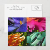 Exotic Blooms Postcard Postkarte (Vorne/Hinten)