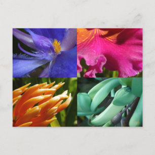 Exotic Blooms Postcard Postkarte