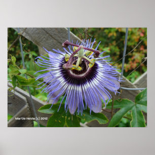 Exotic Blue Wildblume Poster