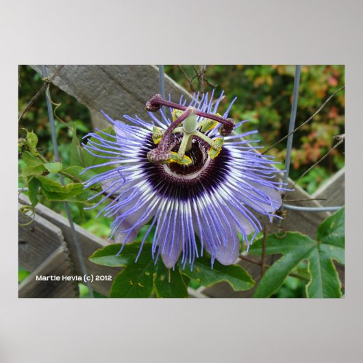 Exotic Blue Wildblume Poster (Vorne)