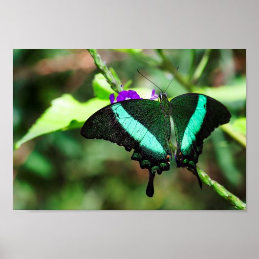 Exotic Emerald Frack Poster (Vorne)