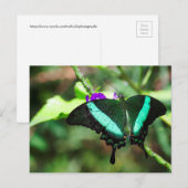 Exotic Emerald Frack Postkarte (Vorne/Hinten)