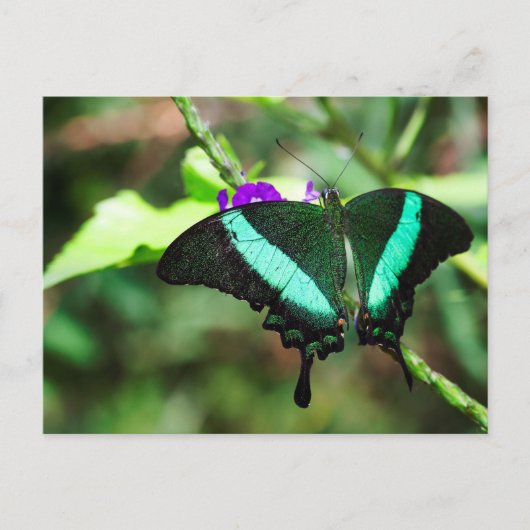 Exotic Emerald Frack Postkarte (Vorderseite)