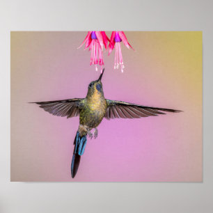 Exotic Hummingbird mit langem Schwanz Poster