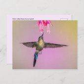 Exotic Hummingbird mit langem Schwanz Postkarte (Vorne/Hinten)